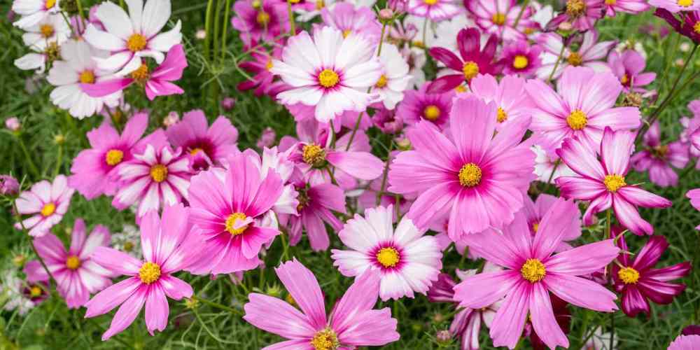 Pink Flowers